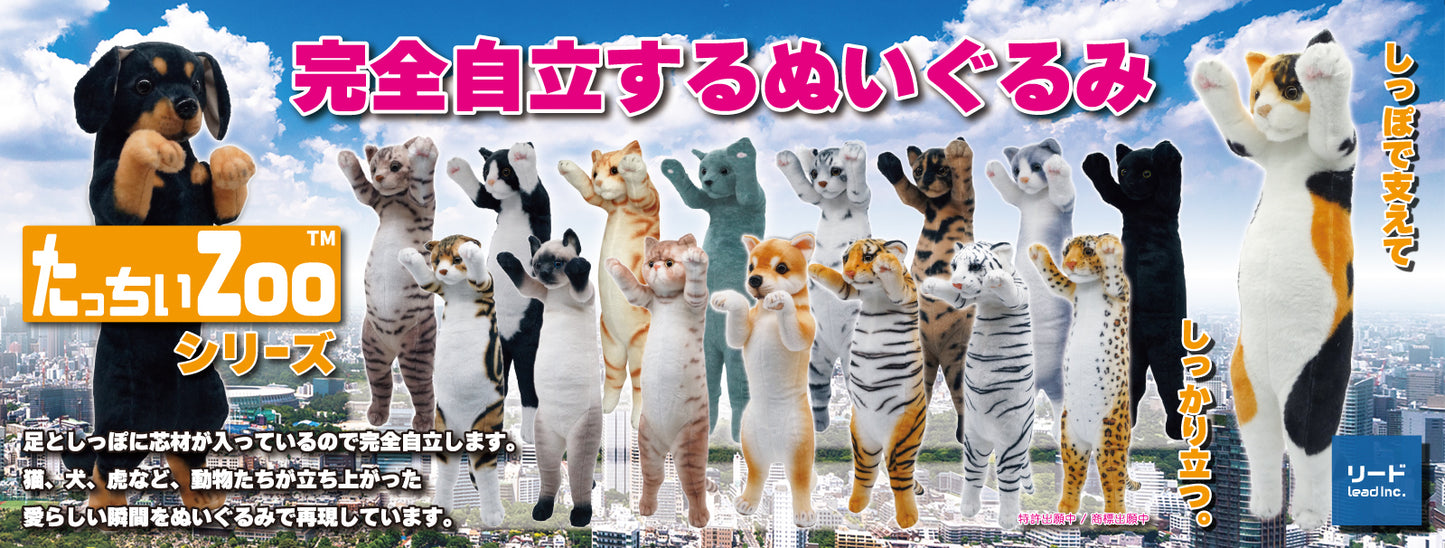 Ayaka Ohashi MIRA Collaboration | Standing ZOO Cat - Tacchii Zoo Nyanko